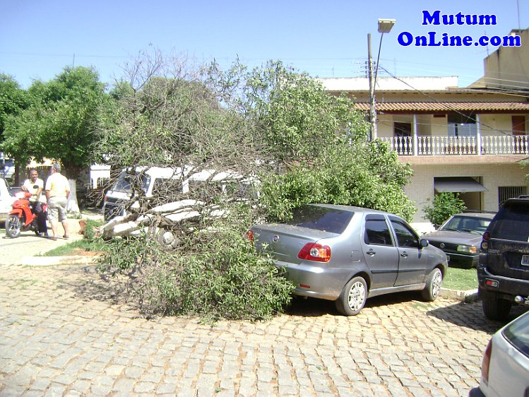 Ventos fortes derrubam árvores em Mutum